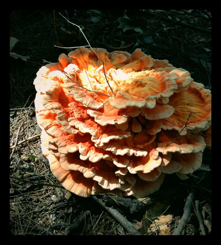 chicken of the woods