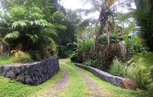 Driveway into a residential lot bordered by lava rock walls and various trees and plants.