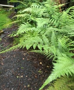 Landscape design installation at Volcano residence.