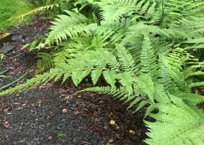 Volcano Village Native Landscape Design