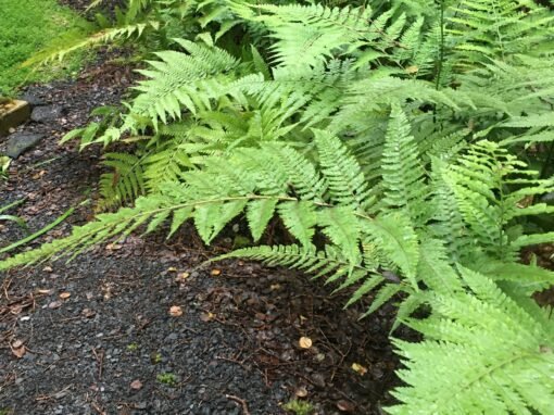 Volcano Village Native Landscape Design