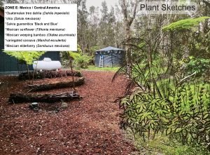 Kahookele residence plant sketches