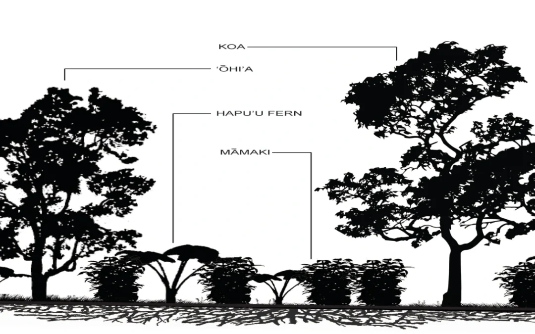 Hawaii Forest Farms Agricultural Master Plan