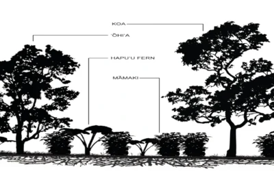 Hawaii Forest Farms Agricultural Master Plan
