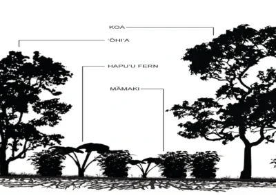 Hawaii Forest Farms Agricultural Master Plan