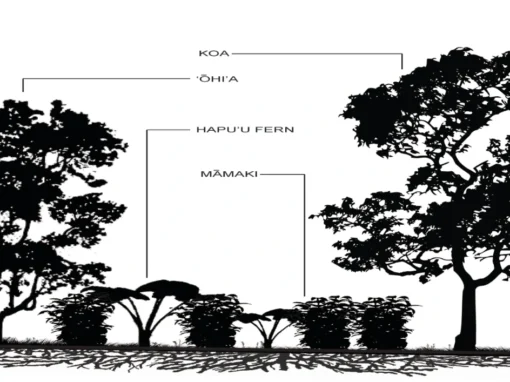 Hawaii Forest Farms Agricultural Master Plan