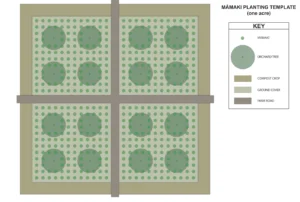 Mamaki planting layout design