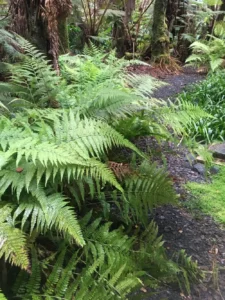 Landscape design installation at Volcano residence.