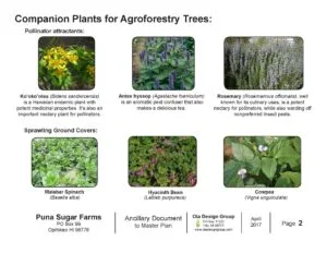 Puna Sugar Farms Companion Plants for Agroforestry Trees