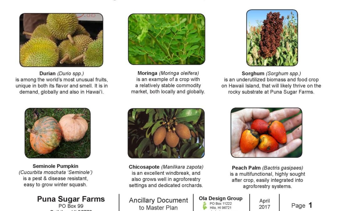 Puna Sugar Farms