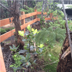 Residential Design Fence