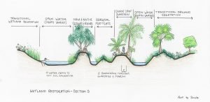 wetland restoration sectional view