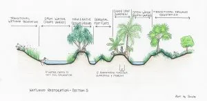 wetland restoration sectional view