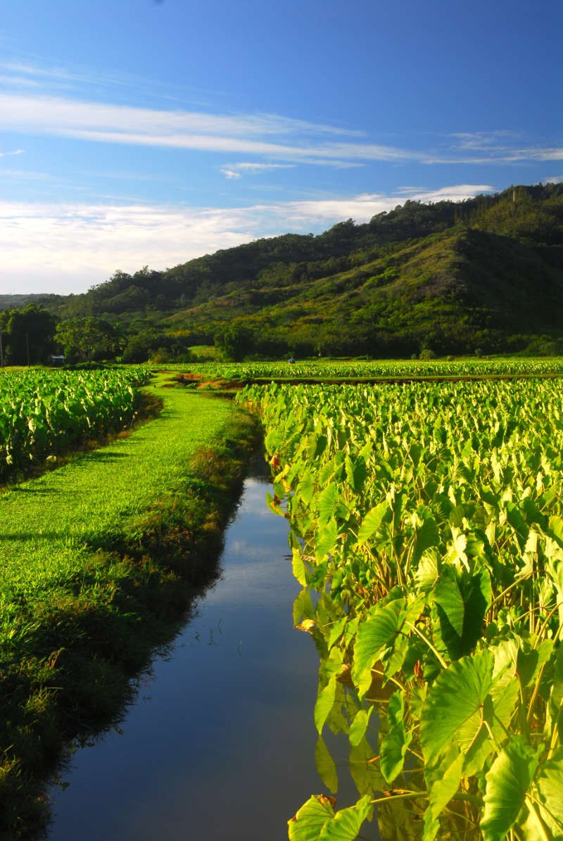 Taro field Kauai Hawaii Farmscape with lush field of taro.
