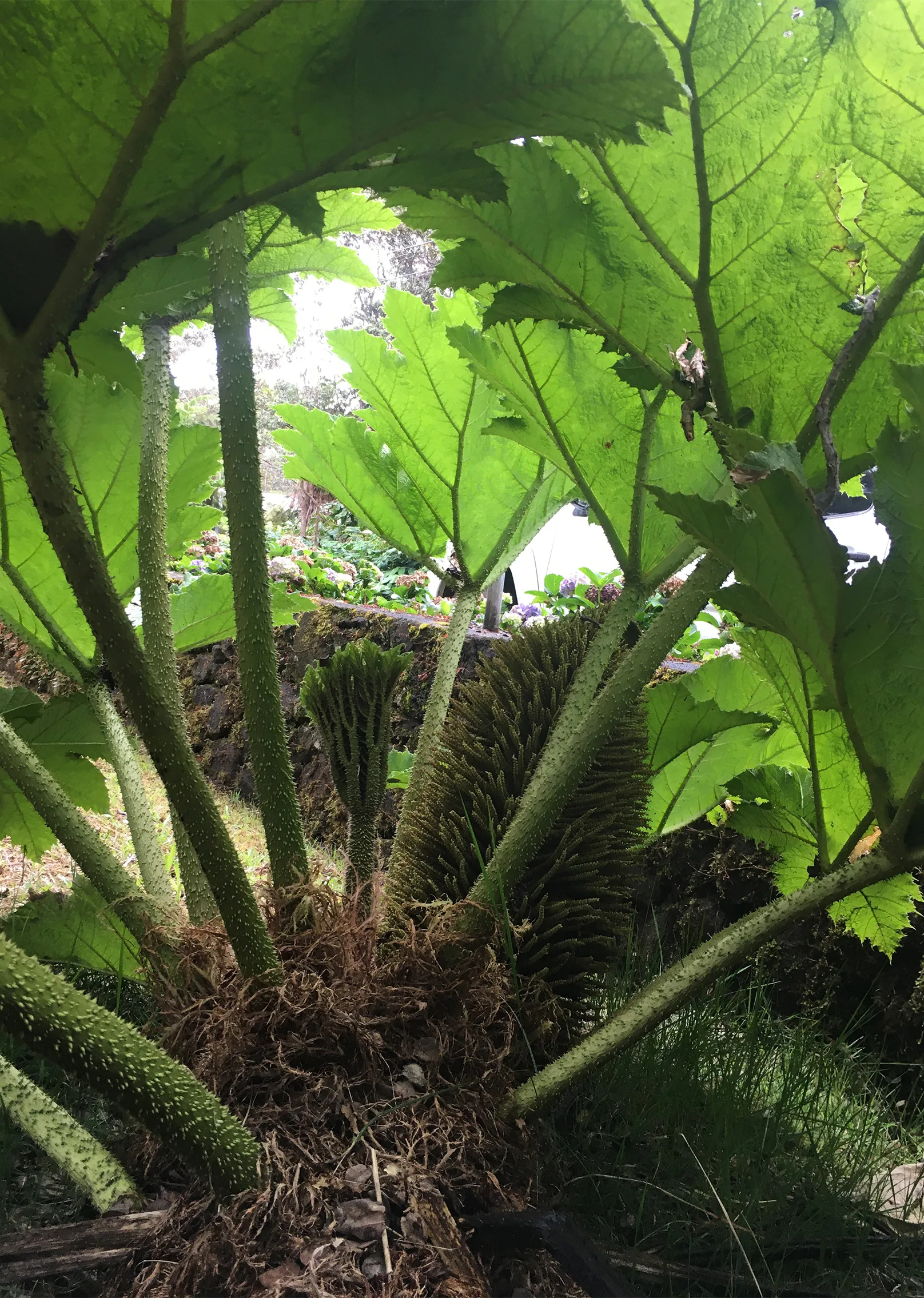 A variety of ferns installed at Kilauea Lodge in Volcano