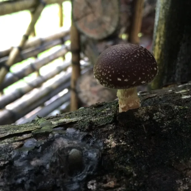 Shiitake mushroom growing on a eucalyptus log